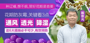 花期防灰霉，关键看3点
